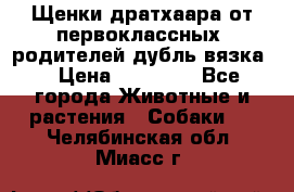 Щенки дратхаара от первоклассных  родителей(дубль вязка) › Цена ­ 22 000 - Все города Животные и растения » Собаки   . Челябинская обл.,Миасс г.